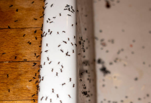 Best Best Pest Control Companies  in Niantic, CT